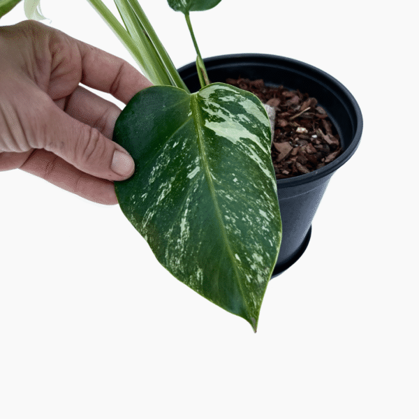 Monstera Albo Variegata 2 | Rare Variegated Houseplant | Established Indoor Statement Plant - Image 6