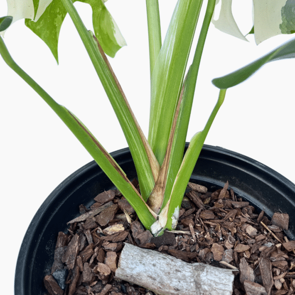 Monstera Albo Variegata 2 | Rare Variegated Houseplant | Established Indoor Statement Plant - Image 7