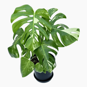 Monstera Albo Variegata 3 with eight variegated leaves in a 19cm pot, approximately 40cm tall
