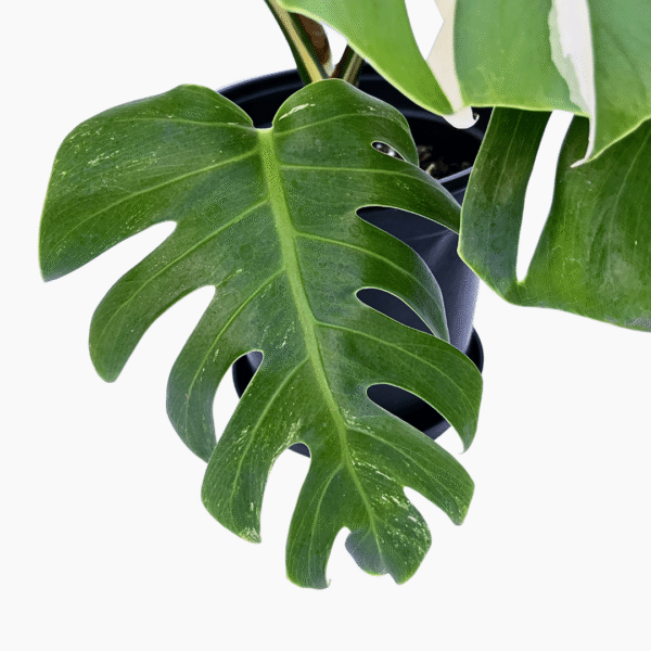 Monstera Albo Variegata 1 | Rare Indoor Plant | Striking White Variegation - Image 2