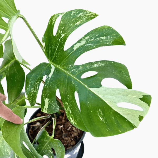 Monstera Albo Variegata 3 | Rare Collector’s Plant | Variegated Indoor Foliage Beauty - Image 5
