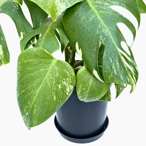 Monstera Albo Variegata 3 | Rare Collector’s Plant | Variegated Indoor Foliage Beauty - Image 7