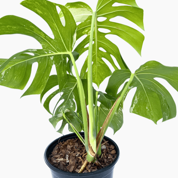 Monstera Albo Variegata 3 | Rare Collector’s Plant | Variegated Indoor Foliage Beauty - Image 9