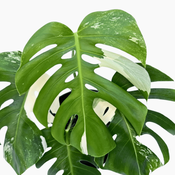 Monstera Albo Variegata 1 | Rare Indoor Plant | Striking White Variegation - Image 4