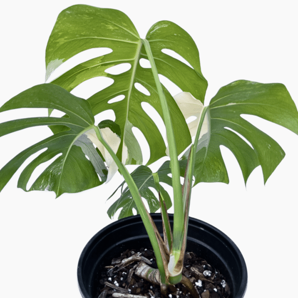 Monstera Albo Variegata 1 | Rare Indoor Plant | Striking White Variegation - Image 5