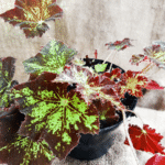 Begonia heracleifolin