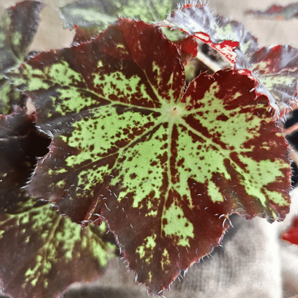 Begonia heracleifolin - Image 2