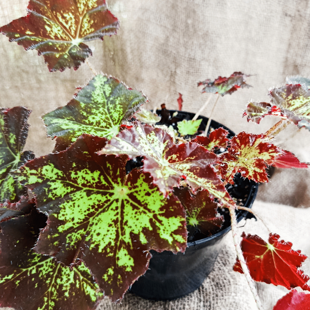 Begonia heracleifolin