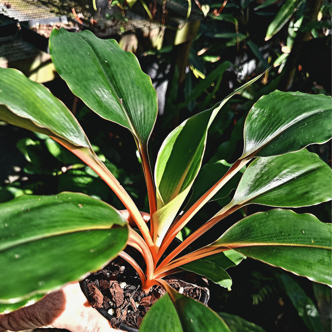 Chlorophytum orchidatum1