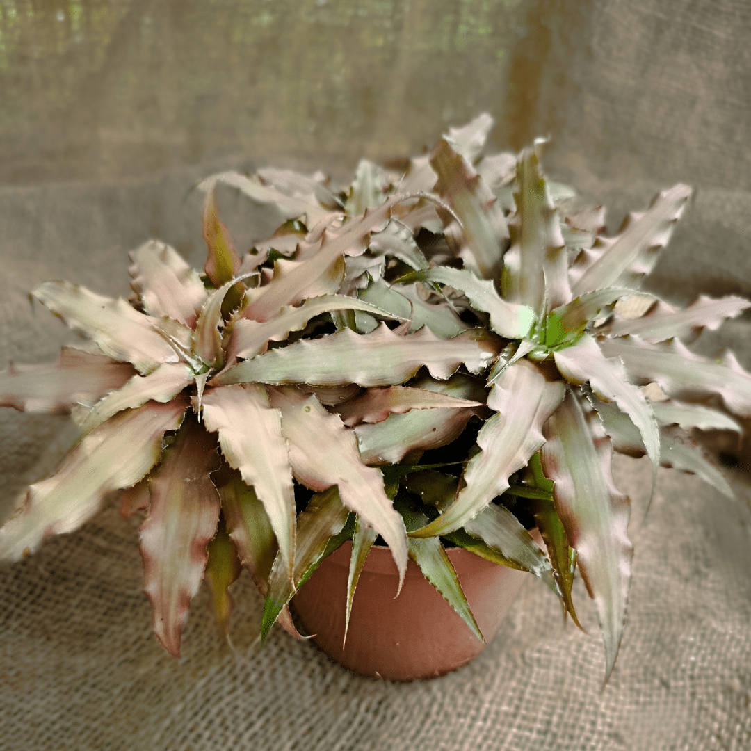 Cryptanthus bivittatus1