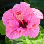 Hibiscus Charles Dixon (Double slight Maroon)
