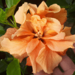 Hibiscus D.J O Brein Double