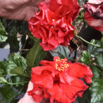 Hibiscus Double Red