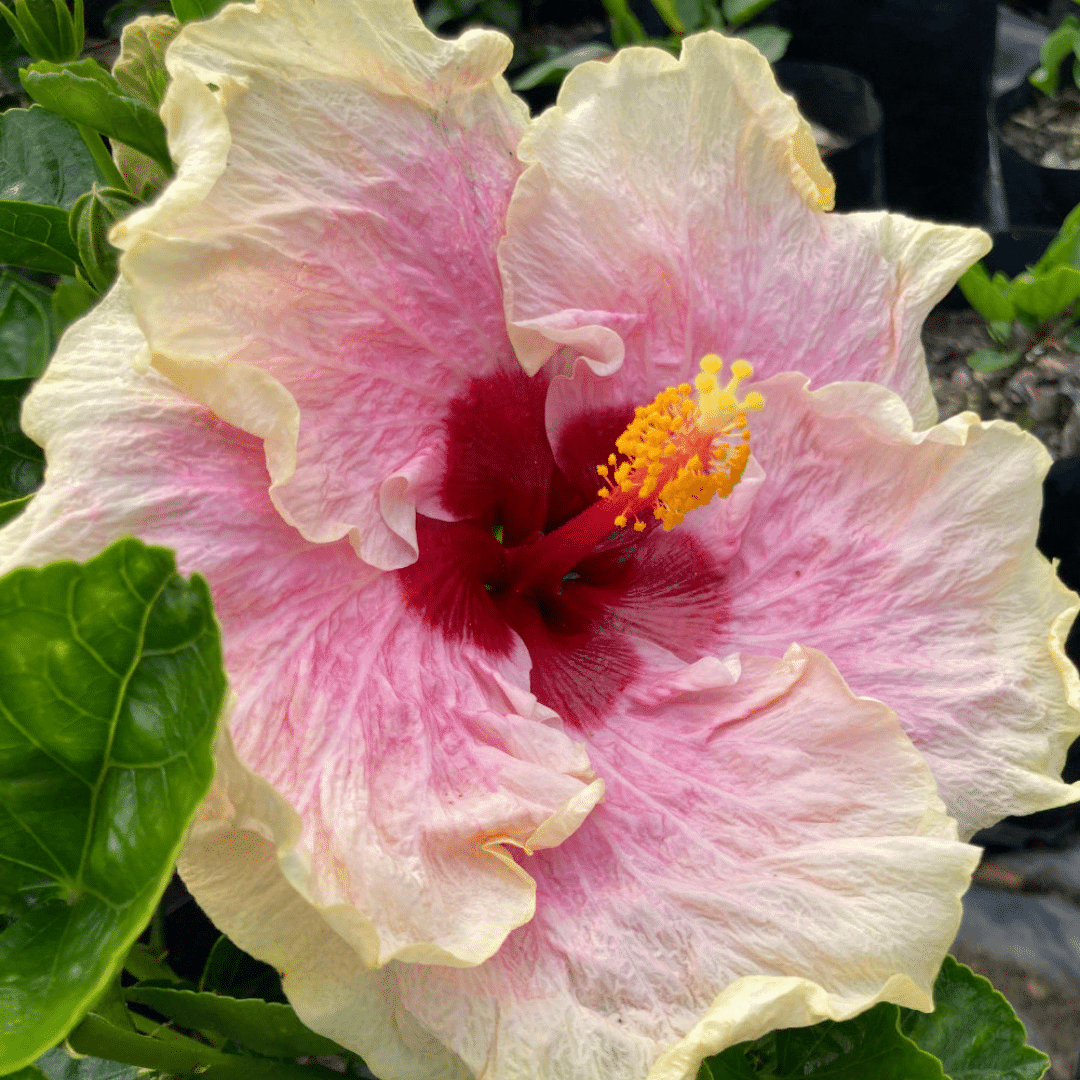 Hibiscus Marion Tom (Single Pink, Cream edge and Maroon centre)