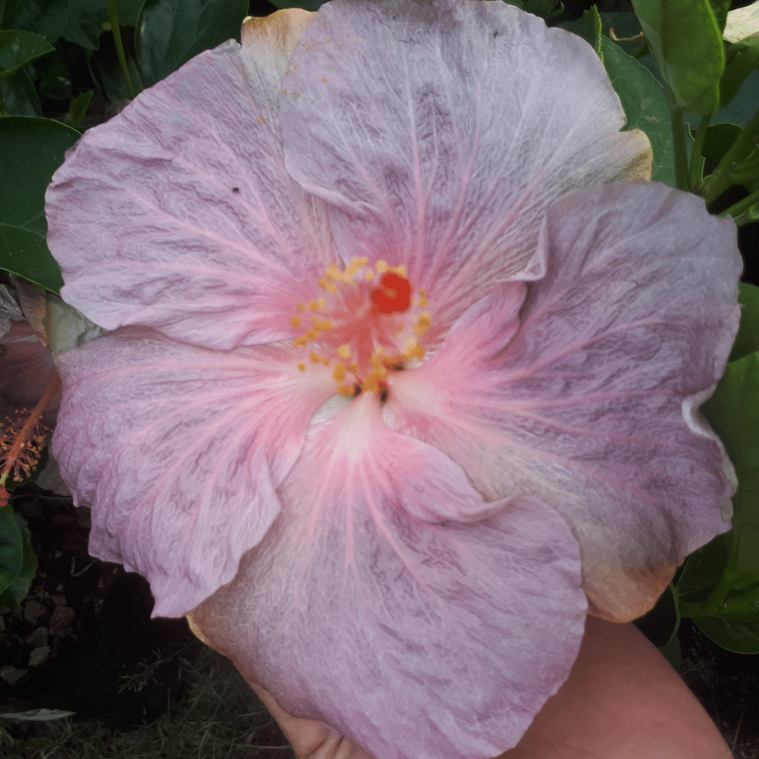 Hibiscus Morning Star Large Single Lilac flower Hibiscus Morning Star with single lilac blooms, tropical flowering shrub for gardens and pots.