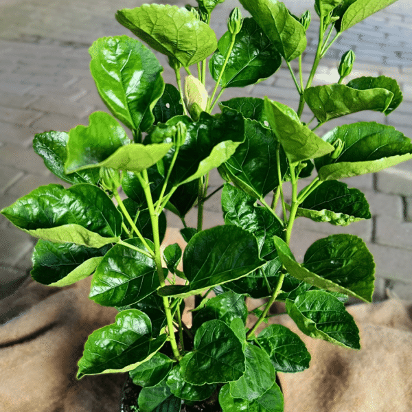 Hibiscus Silver Pearl - Image 5