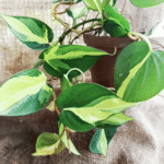Philodendron Brazil variegated