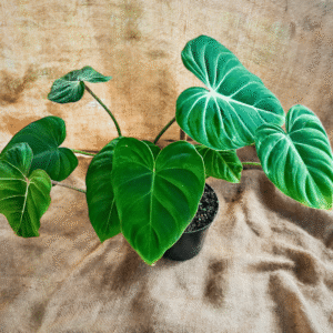 Philodendron gloriosum plant displayed against a rustic burlap sack background, showcasing its vibrant green foliage and striking velvety leaves