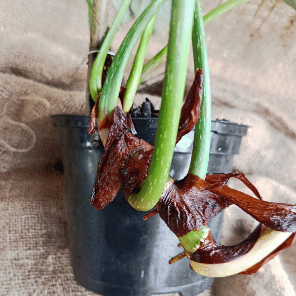 Young Philodendron gloriosum in a black pot with visible healthy roots and a new plant sprouting, symbolizing fresh growth and propagation