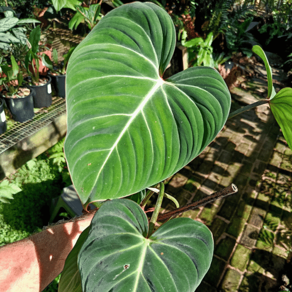Philodendron gloriosum - Image 2