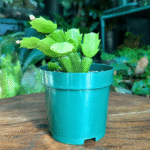 Schumbergera - Collector’s Zygocatus