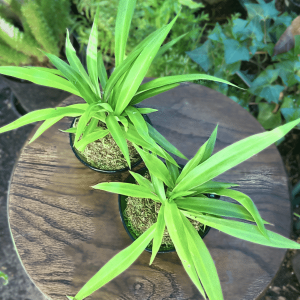 Hen & Chickens Kokedama in Vintage Glass Bowl – Small Charming Display for Indoor & Outdoor - Image 2