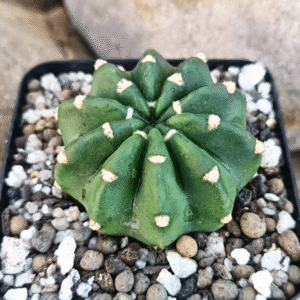 Echinopsis subdenudata cactus with round green body and white dots, ideal for indoor plant collections