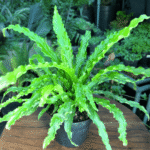Bird's Nest Fern - Lush Indoor Plant in 12cm Pot