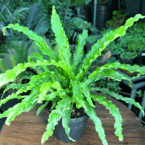 Bird's Nest Fern - Lush Indoor Plant in 12cm Pot