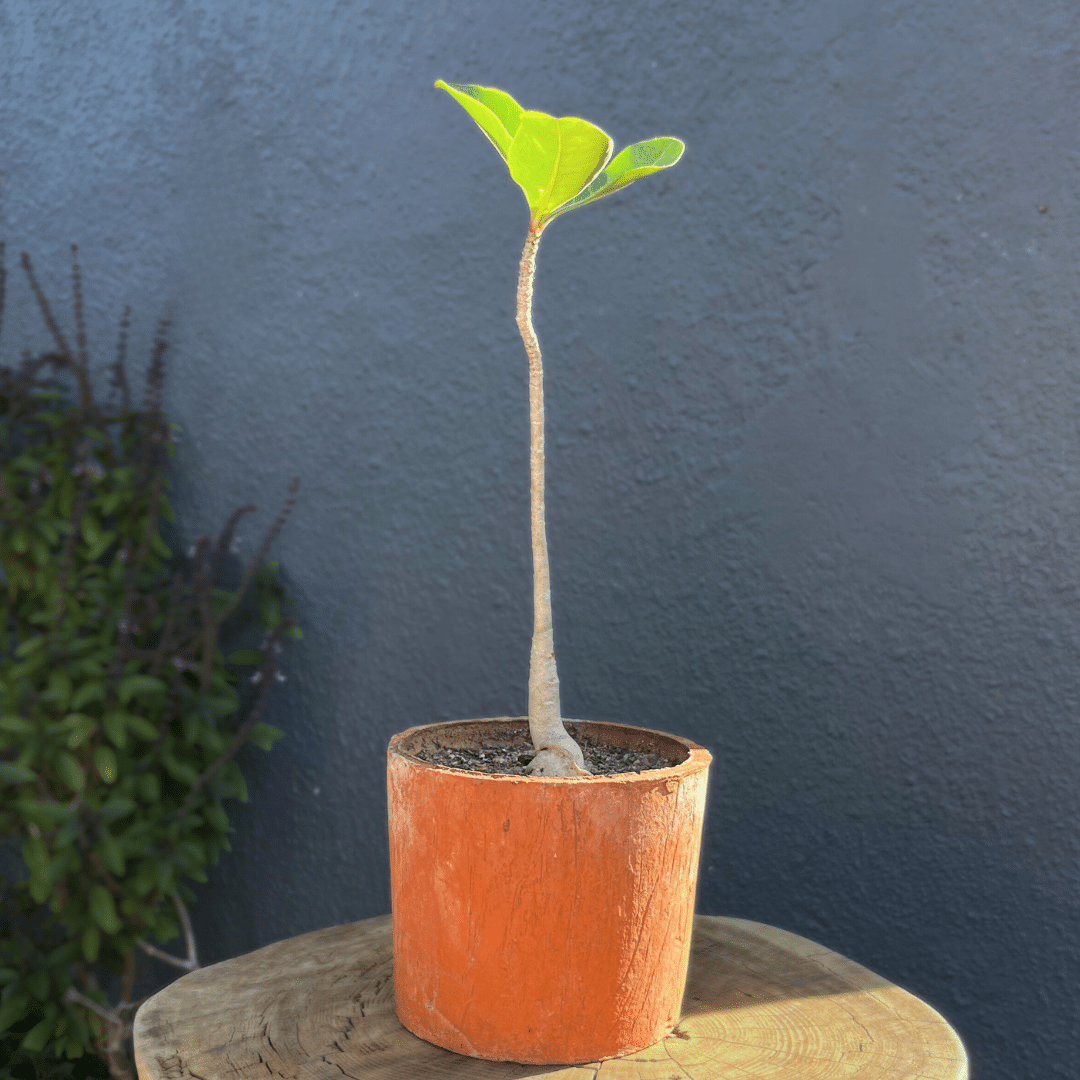 16 Adenium obesum with swollen base