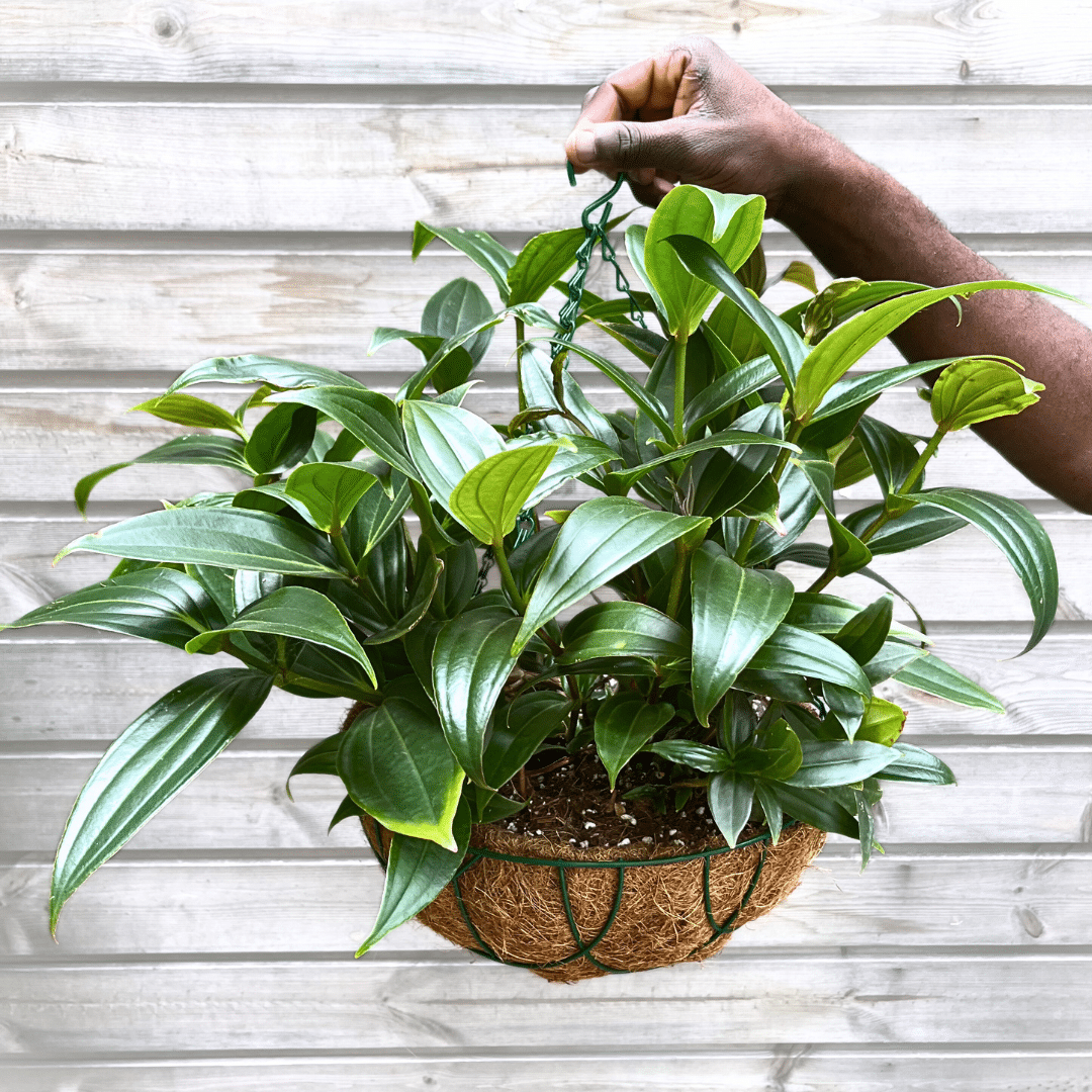 20 Medinilla magnifica