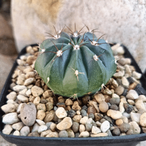 Melocactus with distinctive ribbed body and cephalium, potted cactus for indoor or outdoor display