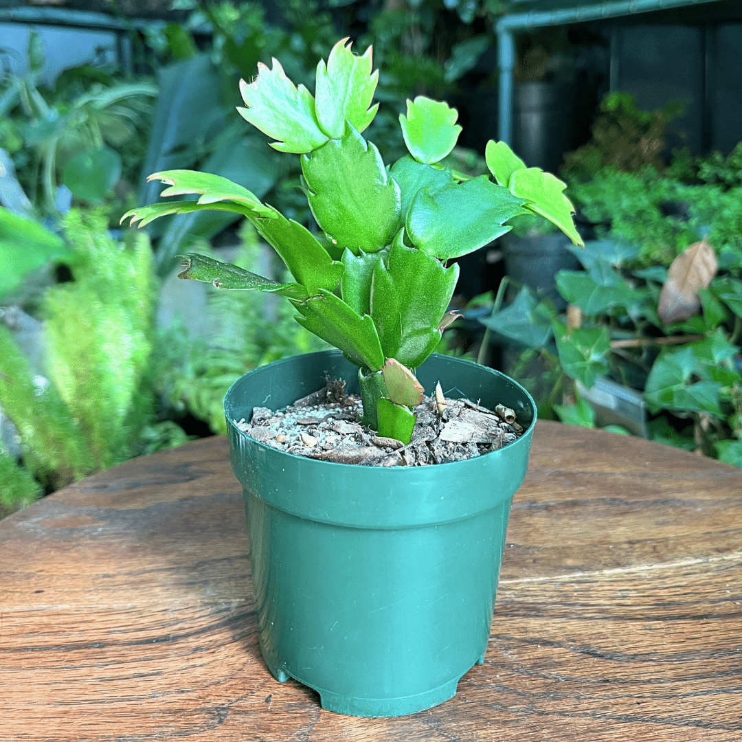 Schumbergera - Collector’s Zygocatus