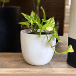 Anna 15cm Resin Planter