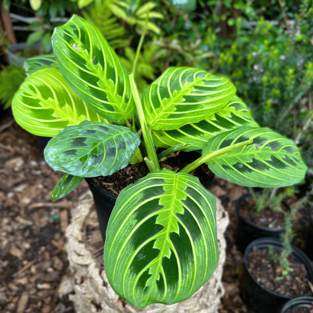 Maranta leuconeura Lemon Lime Maranta leuconeura ‘Lemon & Lime with vivid chartreuse veining on deep green leaves, ideal for bright indoor spaces