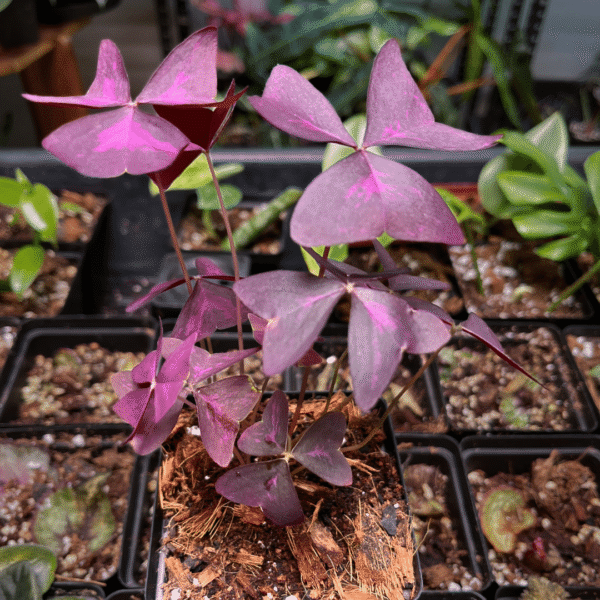 Oxalis Triangularis Purple Shamrock | Unique Indoor Plant | Striking Purple Foliage - Image 2