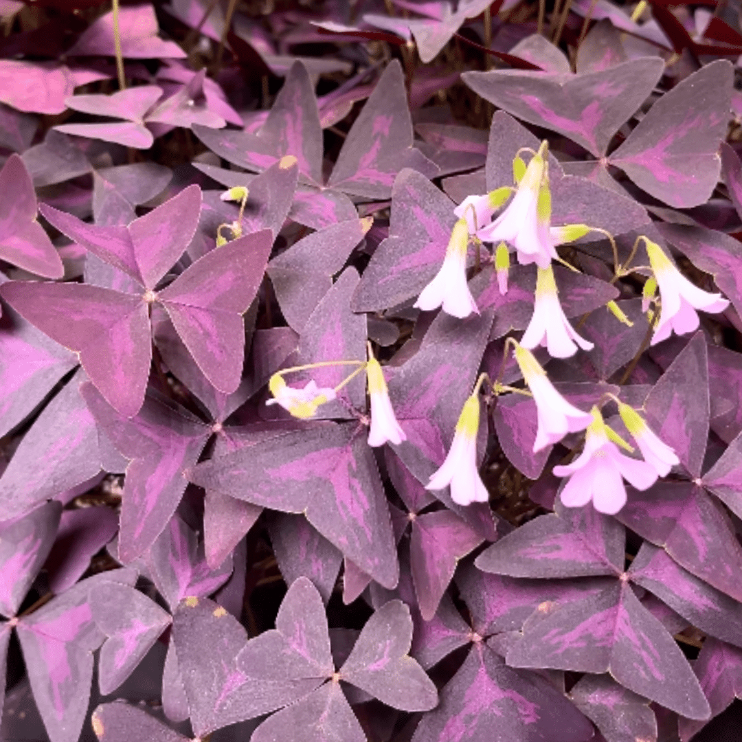 14 Oxalis Triangularis Purple Shamrock with deep purple triangular leaves in a small pot.