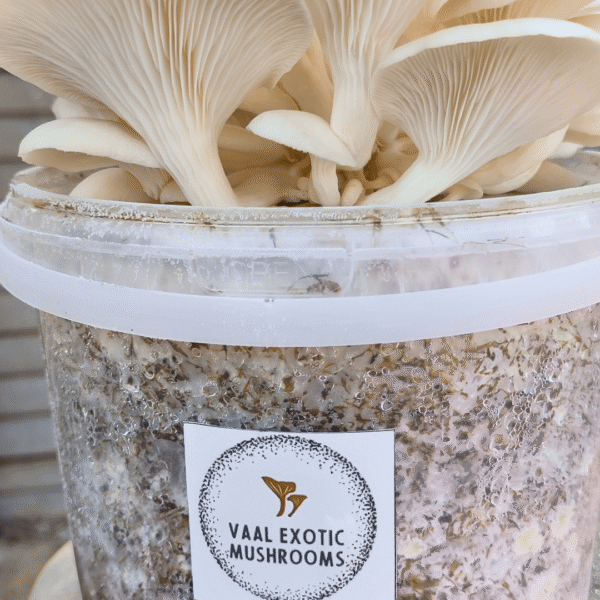 White oyster mushrooms with large white caps growing from a bucket
