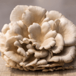 Brown oyster mushrooms with shell-shaped caps growing from a 5L home kit