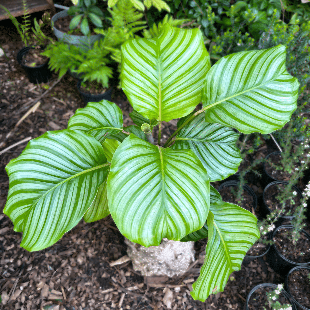 Calathea orbifolia 1 Calathea orbifolia with large round silver-green striped leaves