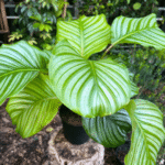 Calathea orbifolia with large round silver-green striped leaves