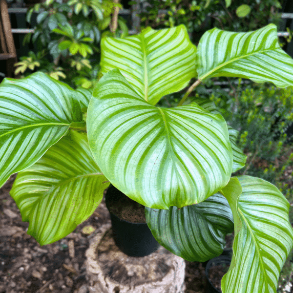 Calathea orbifolia with large round silver-green striped leaves