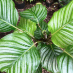 Calathea orbifolia with large round silver-green striped leaves