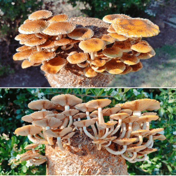 Chestnut mushrooms with brown caps and white stems growing from a compact block