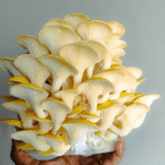 Golden oyster mushrooms forming bright yellow clusters in a grow bucket