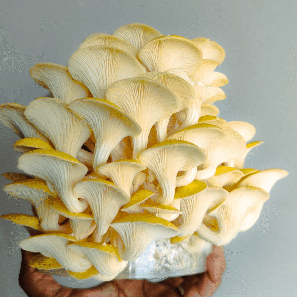 Golden oyster mushrooms forming bright yellow clusters in a grow bucket