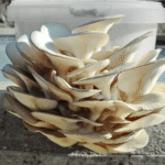 Grey Oyster Mushroom Grow Kit with bucket and fruiting mushroom clusters