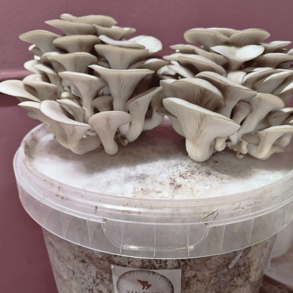 Grey Oyster Mushroom Grow Kit with bucket and fruiting mushroom clusters