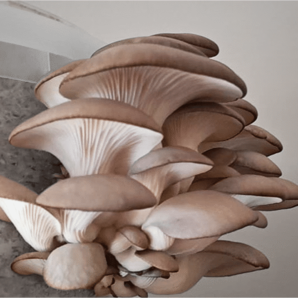 Grey Oyster Mushroom Grow Kit with bucket and fruiting mushroom clusters