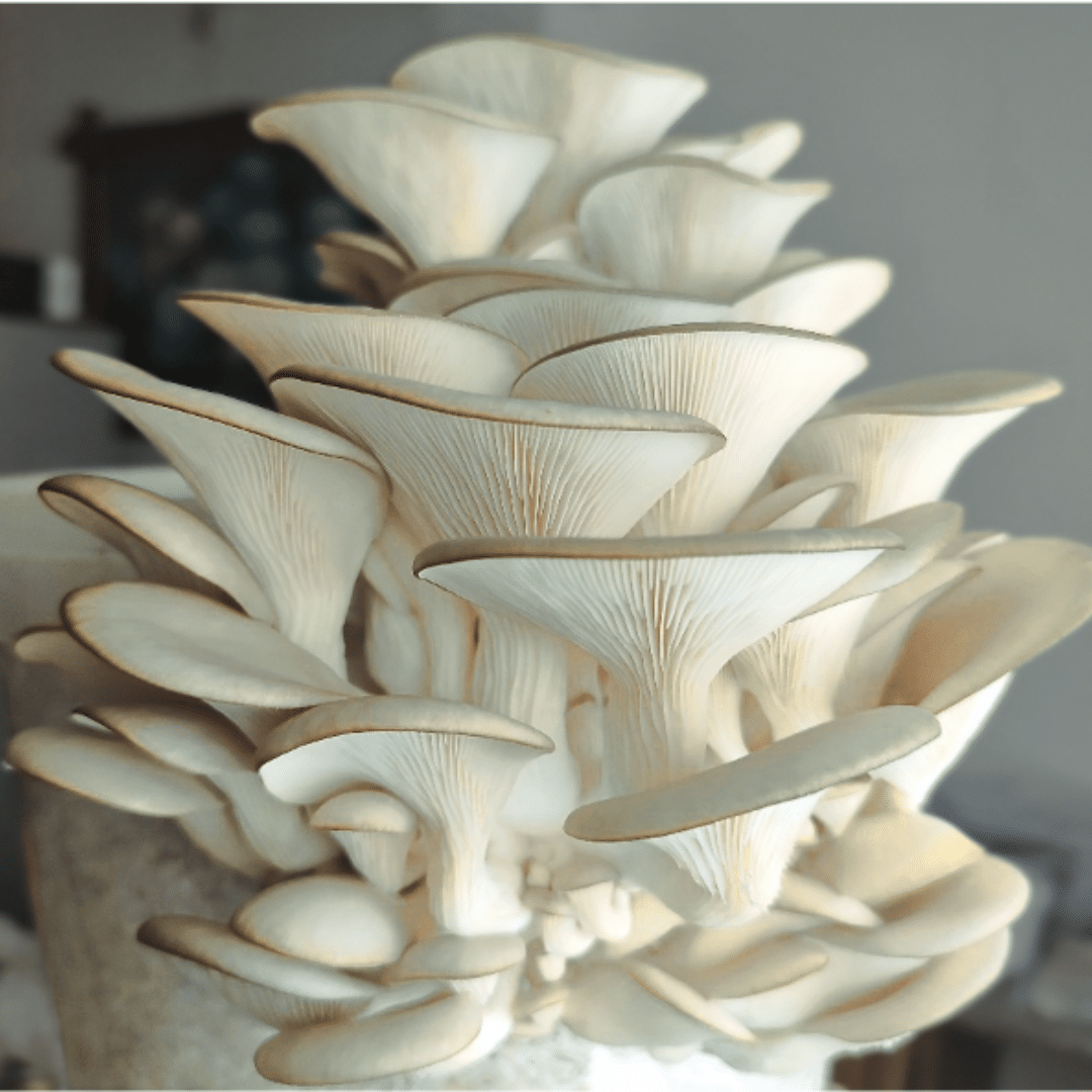 Gray Oyster Grey Oyster Mushroom Grow Kit with bucket and fruiting mushroom clusters